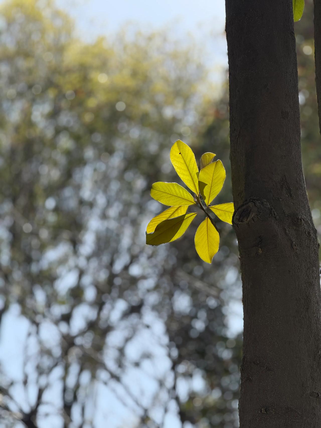 giang uong zhi jkan