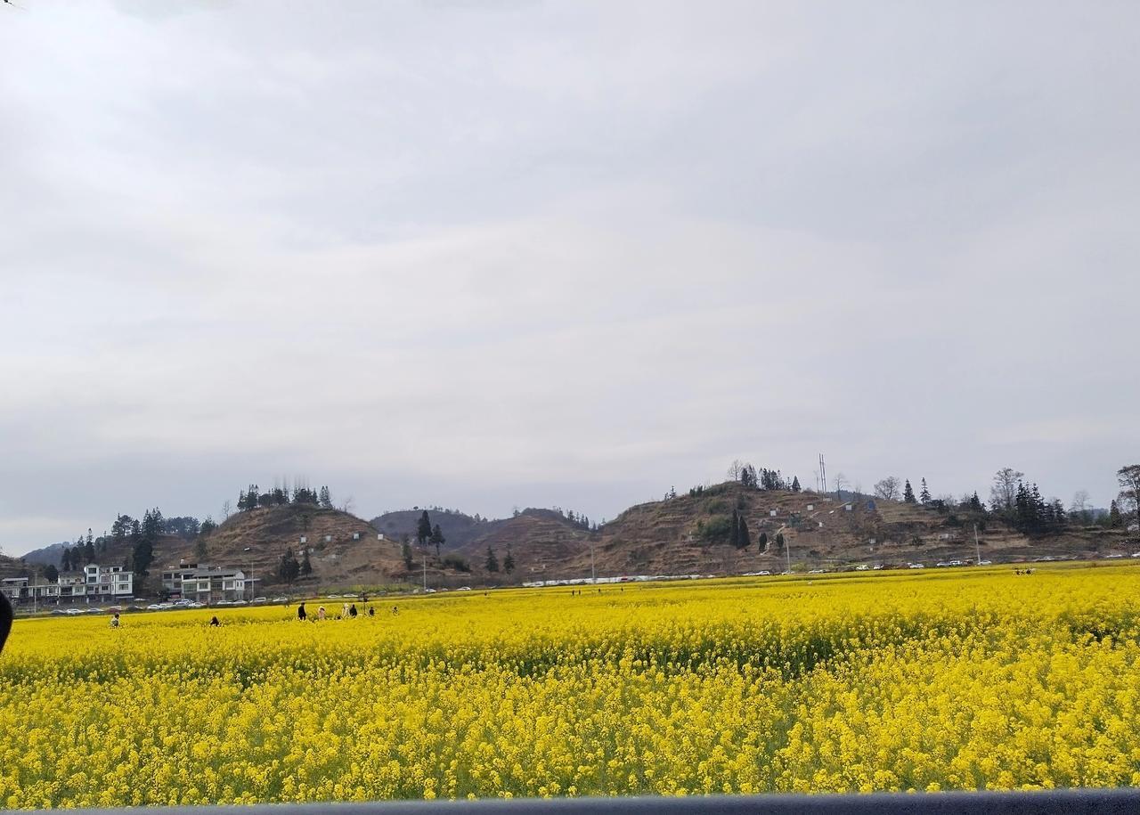 坐车上一抬头，直接被这片黄撞进心里了！
 
刚开车路过一片田，本来低头刷手机呢，