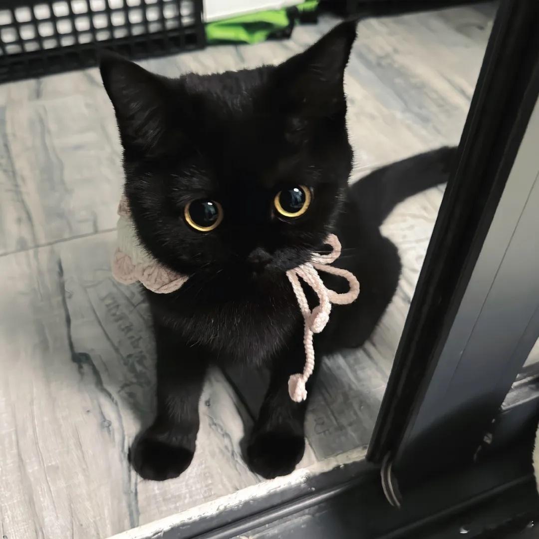 我以为生活就是猫吃鱼，狗吃肉，奥特曼打小怪兽。现实却是鼠整猫，羊耍狼，两熊玩死光