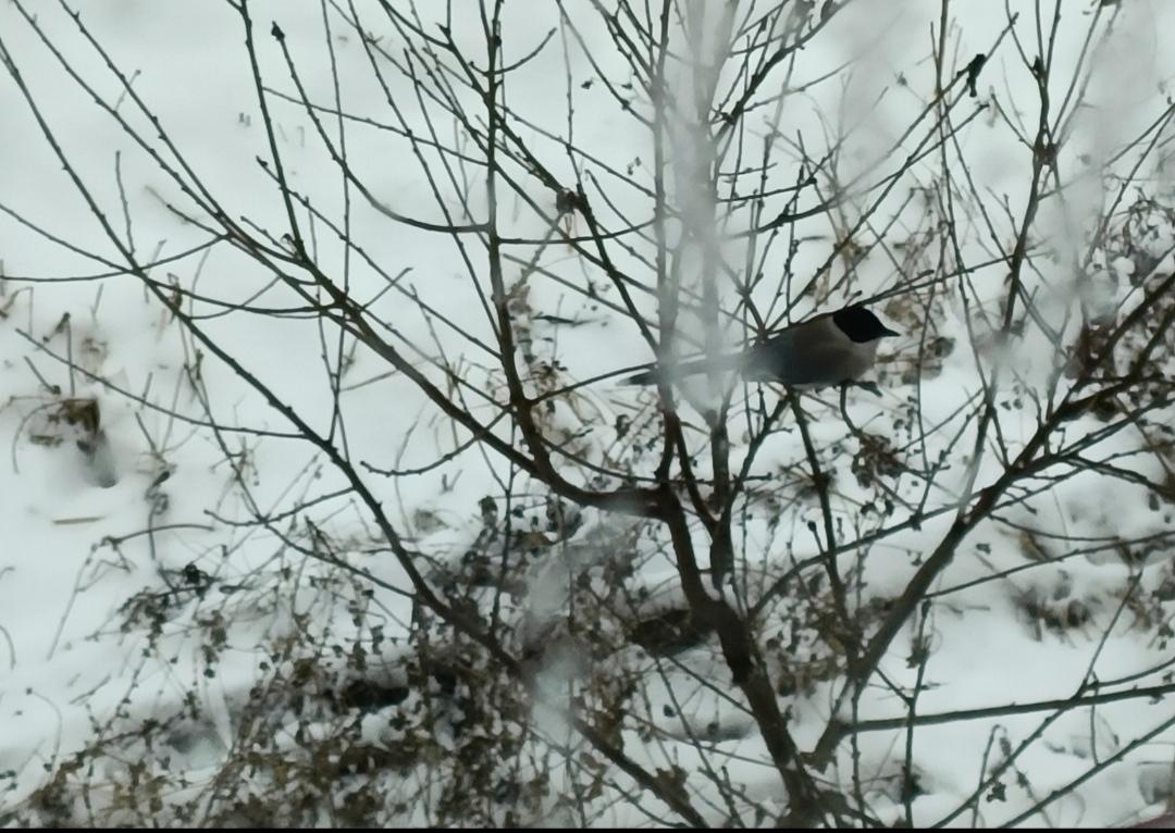 这是冬天下雪的时候拍的一张图片，如同一张近景的古画，在雪天里，喜鹊出来觅食，短暂