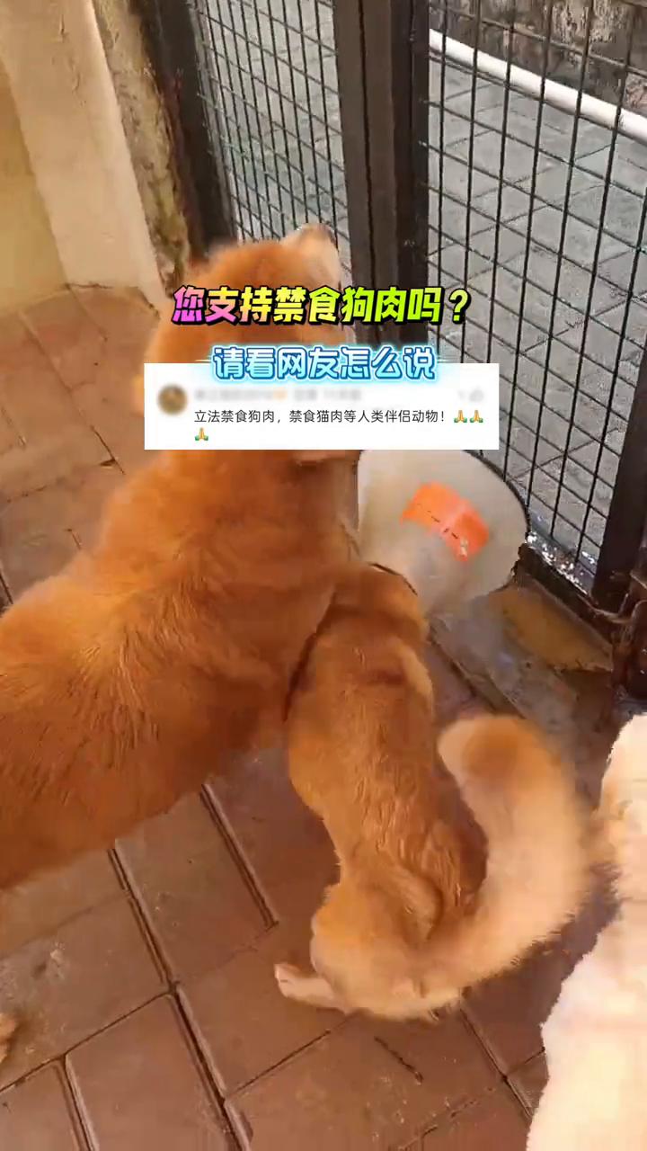 您支持禁食狗肉吗？请看网友怎么说。
立法禁食狗肉，禁食猫肉等人类伴侣动物！