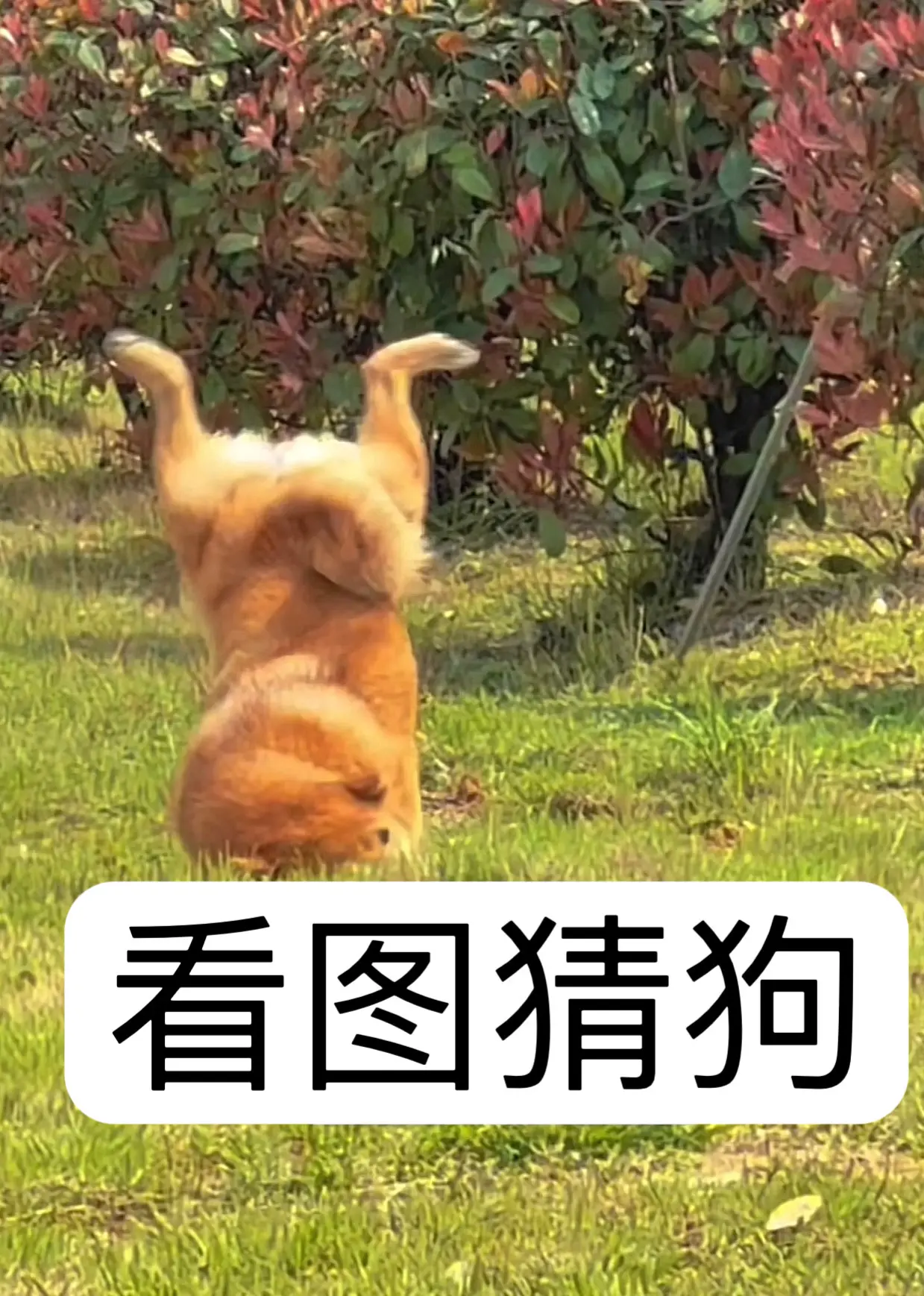 柴犬表情包 柴犬 谁能拒绝会旺财的修狗 柴柴日常 愿每个小狗都能遇见好的主人