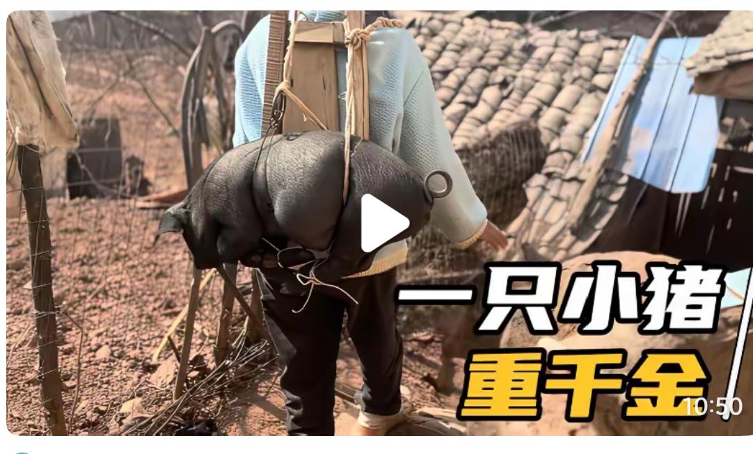 偶遇卖猪求学小女孩，父母已故，长兄如父，撑起一个家，最后感动

小姑娘的记账本上