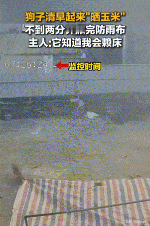 狗狗成精了！11月21日报道，广西一狗狗知道主人早上有睡懒觉的习惯，于是勤快的它