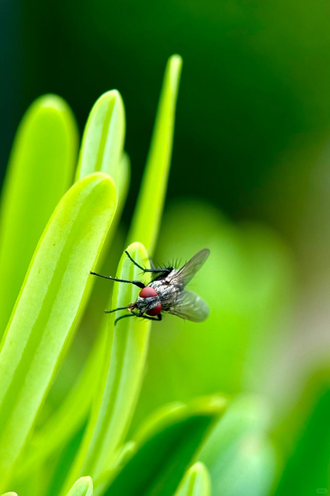 全新75mm微距镜头样片