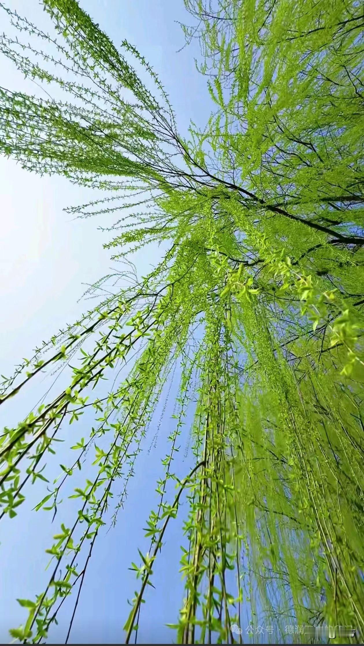 春阳下，绿意盎然的垂柳随风摇曳，宛如一幅生动的自然美画卷。🌿🌞