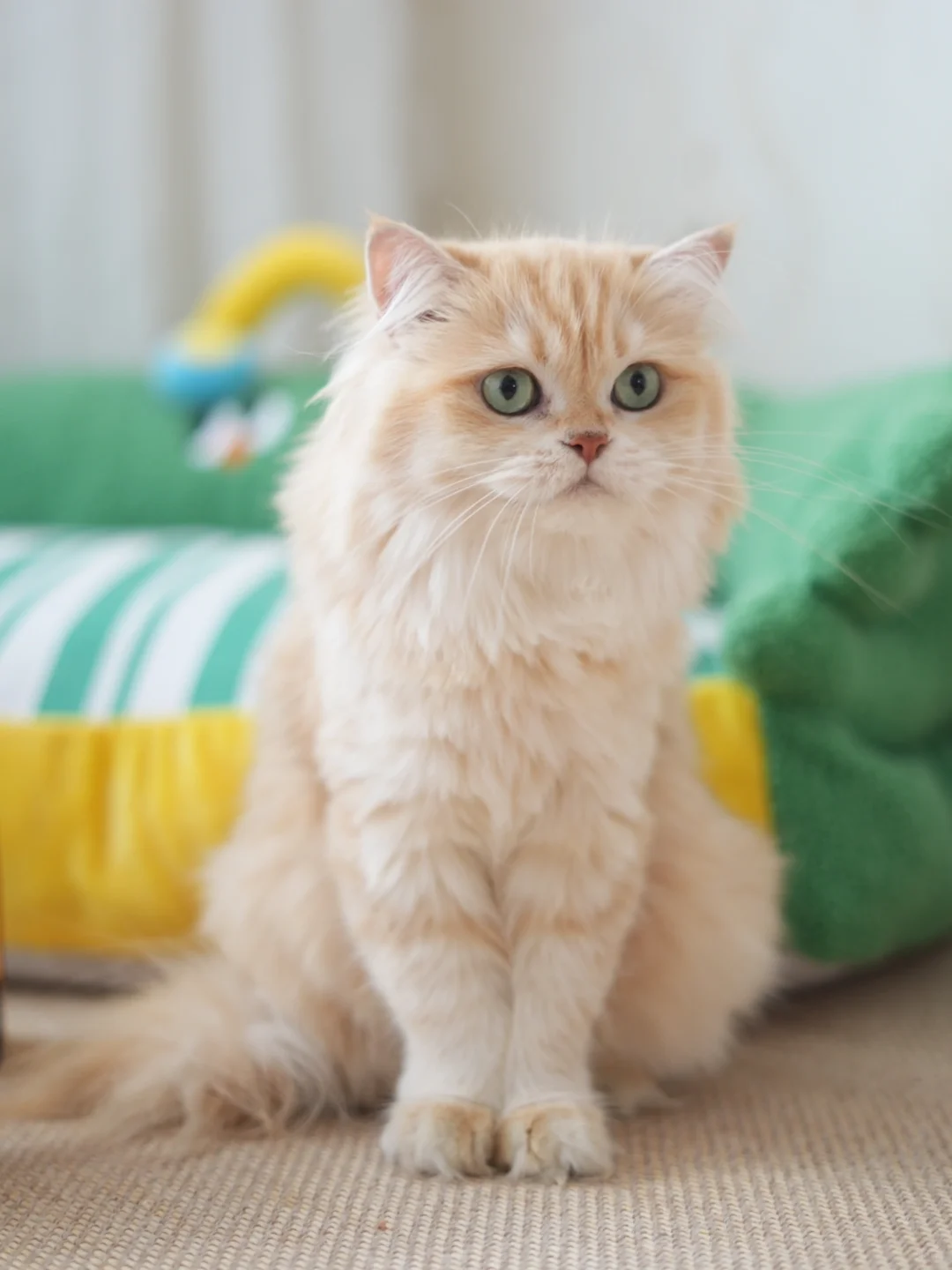 甜甜的小猫咪