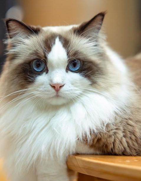 分享一张你家宠物的照片随手拍～