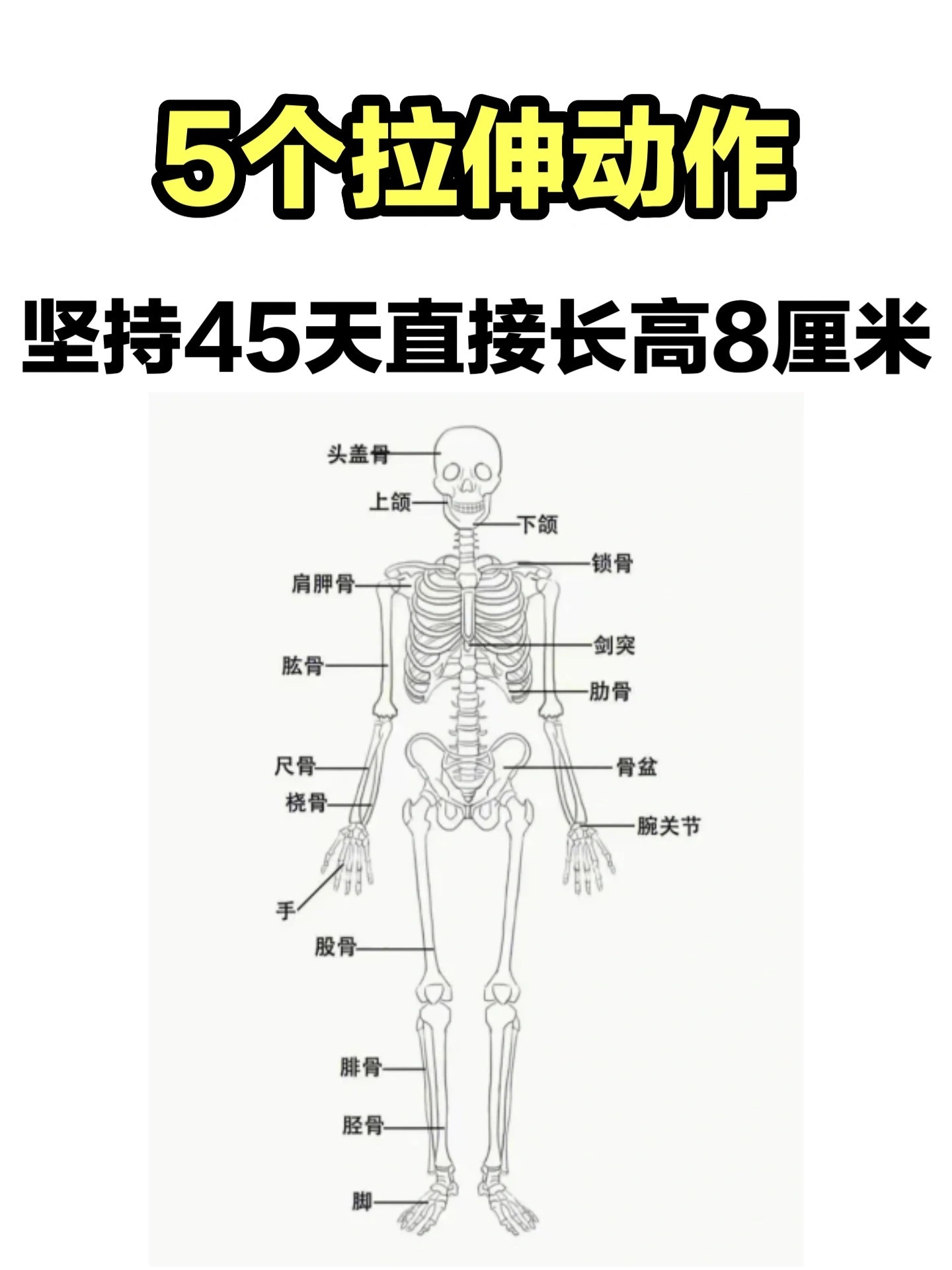 骨骼线闭合后！6个拉伸动作，打开身体空间骨骼线闭合基本上就不会再有自然生长的，但