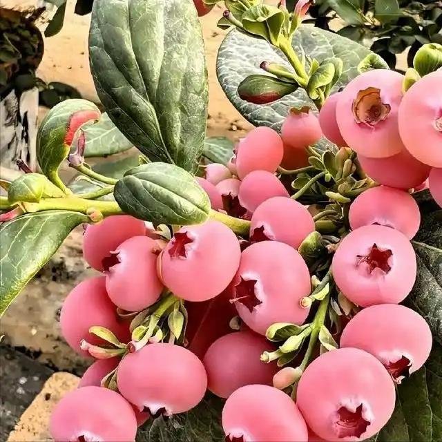 粉色蓝莓炒到400元/斤，换个色就这么值钱吗[我想静静]
最近 “粉色蓝莓” 刷