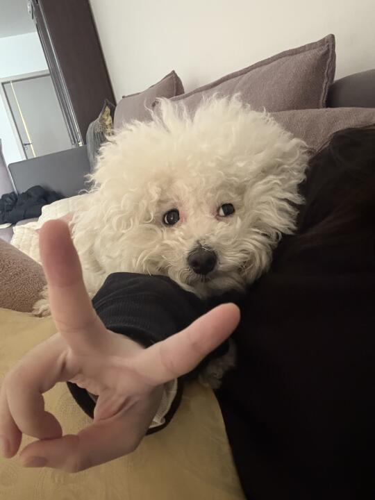 3分臭的小狗刚刚好👌