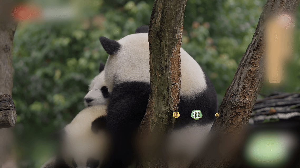 灿阳一家从神树坪搬家到雅安 新家的竹子品种多了好几样！灿阳这个“小吃货”兴奋得围