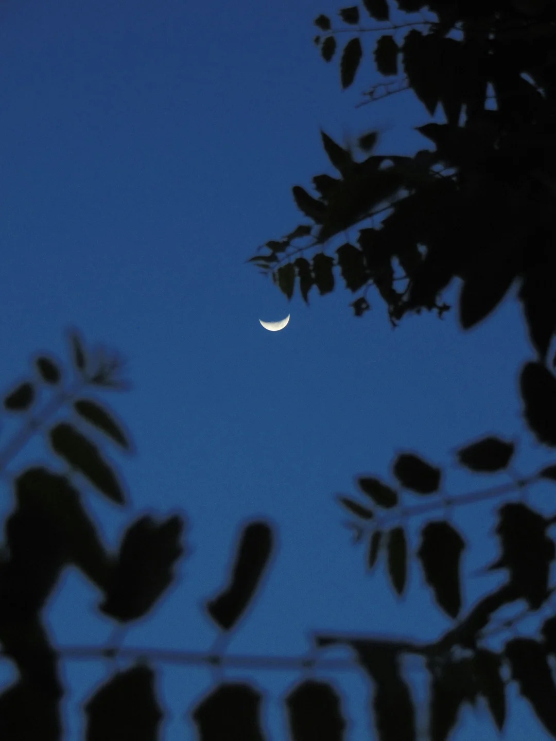 寻找同样喜欢抬头看🌙的人