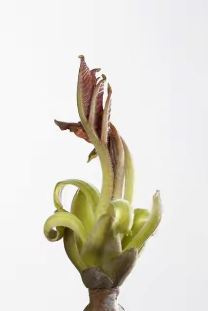 春天第一口野菜，吃出满满一年好运
 
春天来了，野菜的季节又到了。
最近出门总能