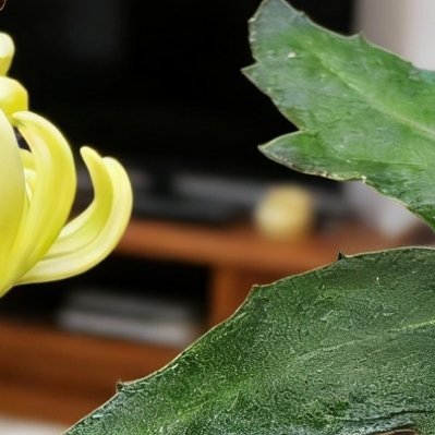 每日一善 淡雅菊花静静盛放，花香治愈浮躁心绪。生活的温柔藏在一花一叶里，保持热忱