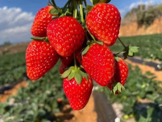 露天冬草莓（奶油草莓） 好吃停不下来！强烈推荐 
