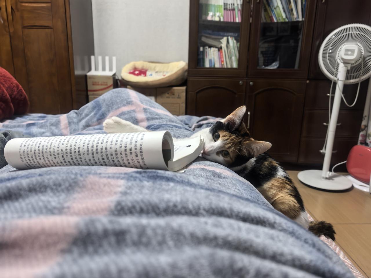 猫儿不识字，
      亦知啃书迟。