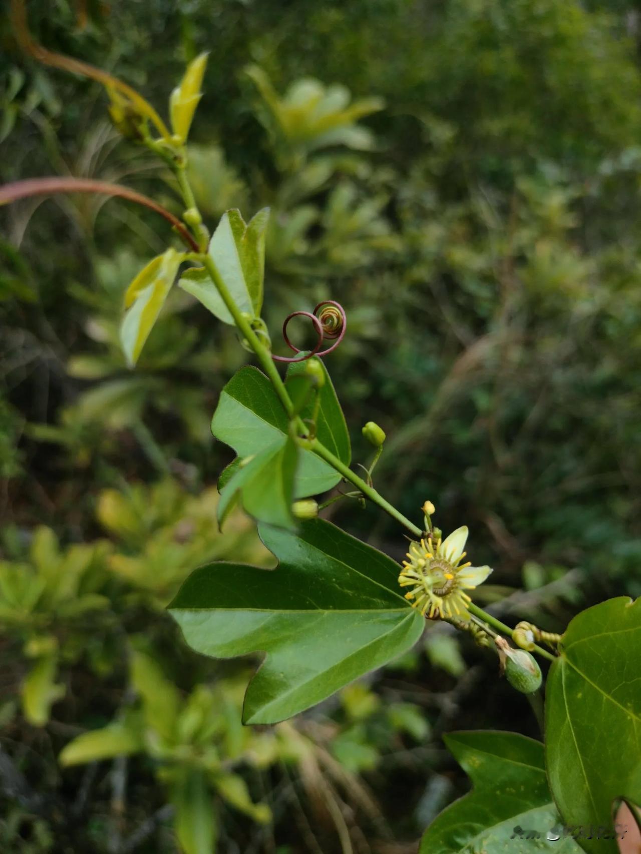 细柱西蕃莲，又名三叶西蕃莲。
花序虽然细小，也没有西蕃莲们的艳丽色彩，但花型绝对
