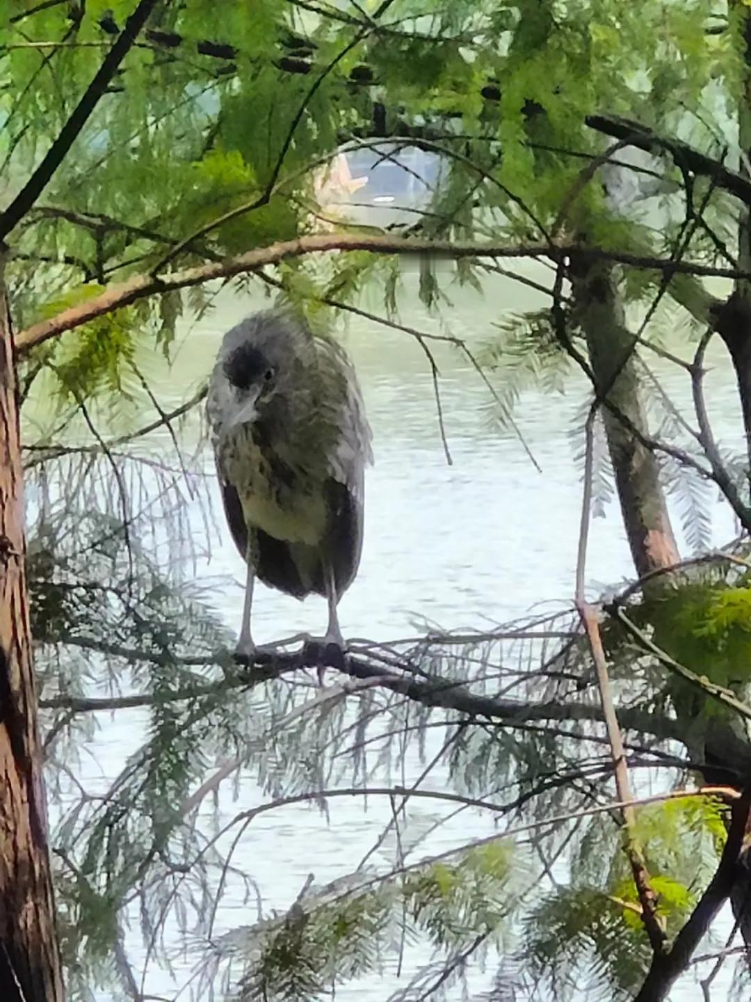 #记录秋日精彩瞬间#
牠们居然飞来这么近！想跳个舞给我看咯？表现欲好强啊！
不能