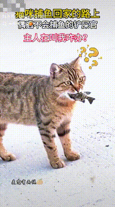 特别的爱！一狸花猫捕鱼回家途中，偶遇不会捕鱼的铲屎官，一直不停得叫它，停下脚步犹