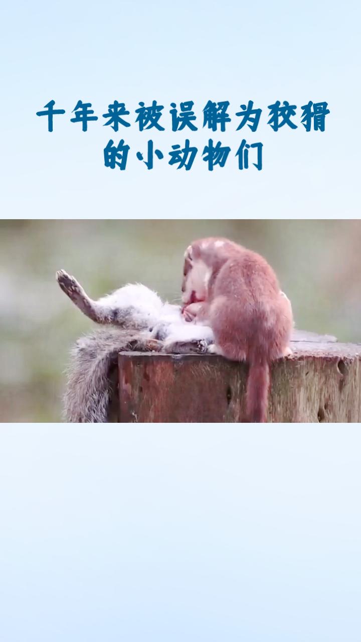 千年来被误解为狡猾的小动物们，真的到了翻身的时候了吗？今晚，它们将证明自己的价值