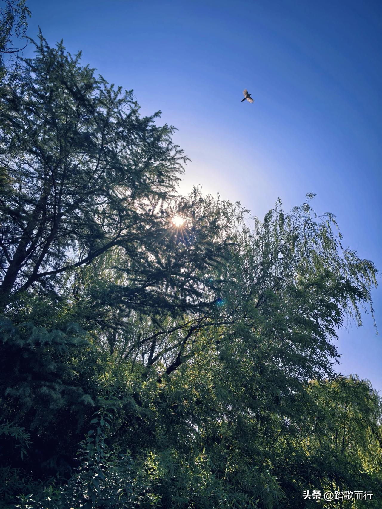 寒露至，秋意浓，公园里却暖洋洋 晒图大赛