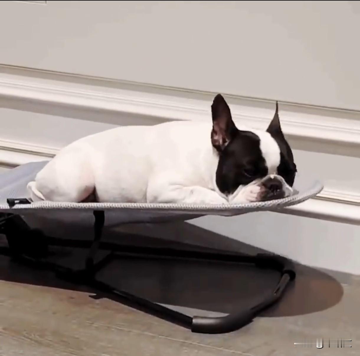 鹿晗家馒头胖到行动受限，下禁食令控食，粉丝笑称内娱第一宠犬
 
内娱顶流家宠物爆