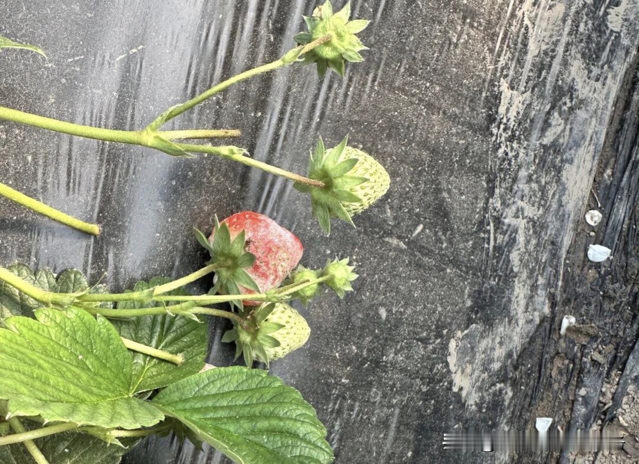 微生物菌剂真的不能和农药混用吗? 微生物菌剂并非绝对不能与农药混用，而是不能盲目