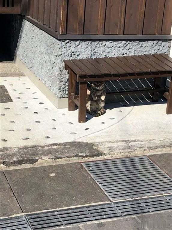 躲太阳的猫咪，太可爱了🐱 ​​​