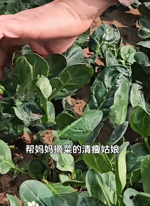 寒门姑娘逆袭！河南女孩家境艰难高考拿下699分，看完破防了
 
近日，谁能料到河