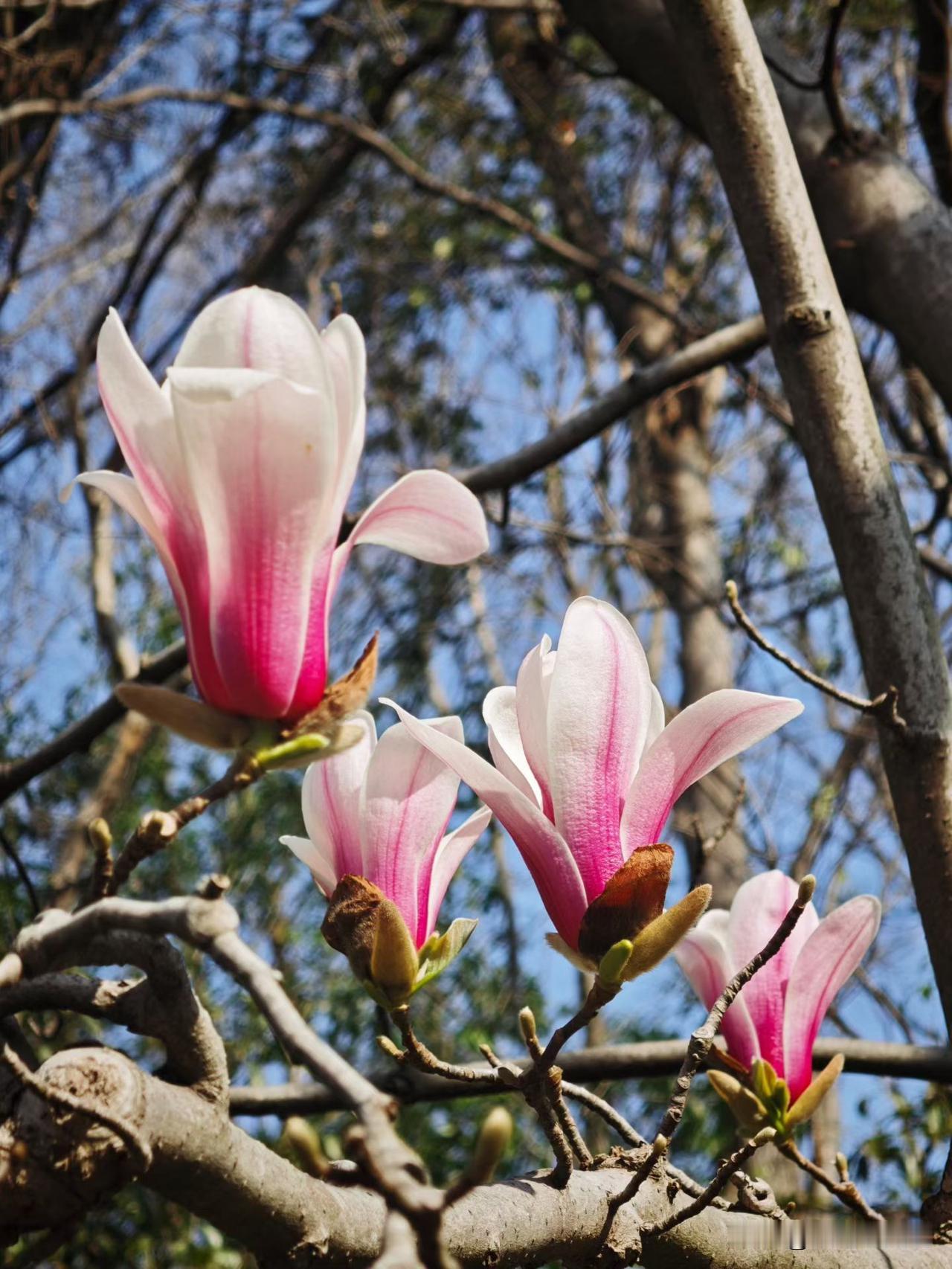 春风终会吹到这里

“陌上花开，可缓缓归矣”，这是吴越国王钱镠对每年回临安省亲的