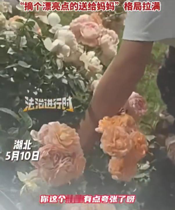 【格局拉满！男孩组团摘花主人耐心引导怎么摘】后槽牙咬碎了也没舍得说一句狠话 5月
