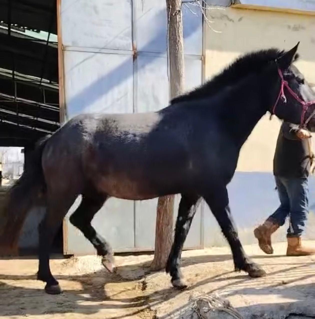 2026春节，农历新年第一天。姐妹师兄们合力救助了8匹马。新的一年愿所有生命都被