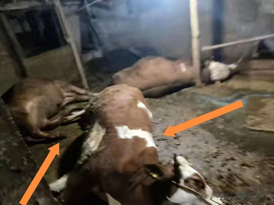 血本无归！贵州贞丰，55岁男子贷款买牛，却先后两次遭遇牛群莫名死亡。第一次贷款2
