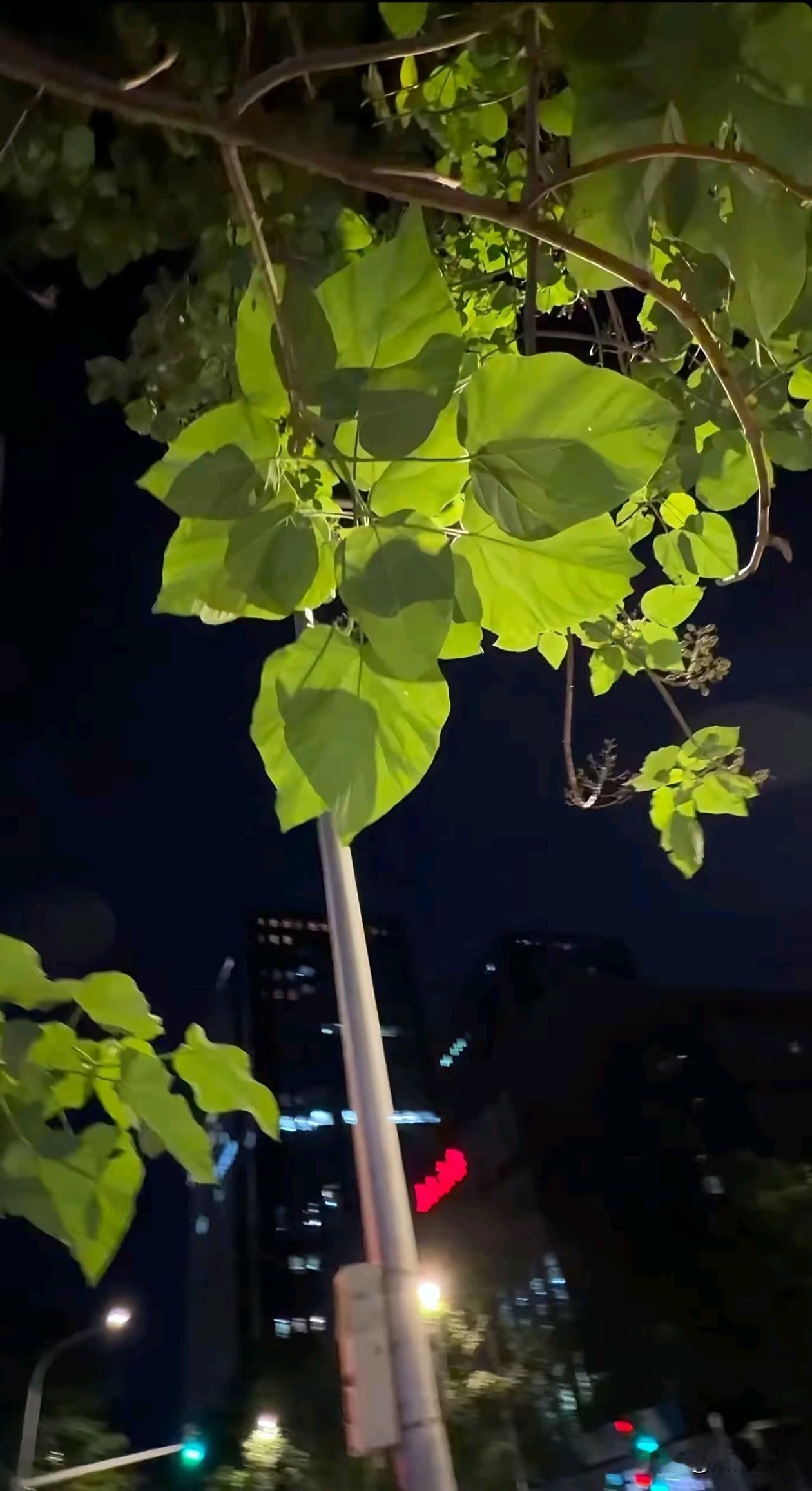 雨中山果落，灯下草虫鸣。