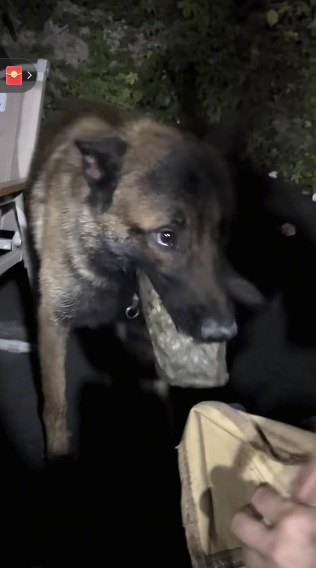 “我把狗交给熟人照看”——七个字，足够让所有铲屎官血压飙升。
管家在杭州被绑树