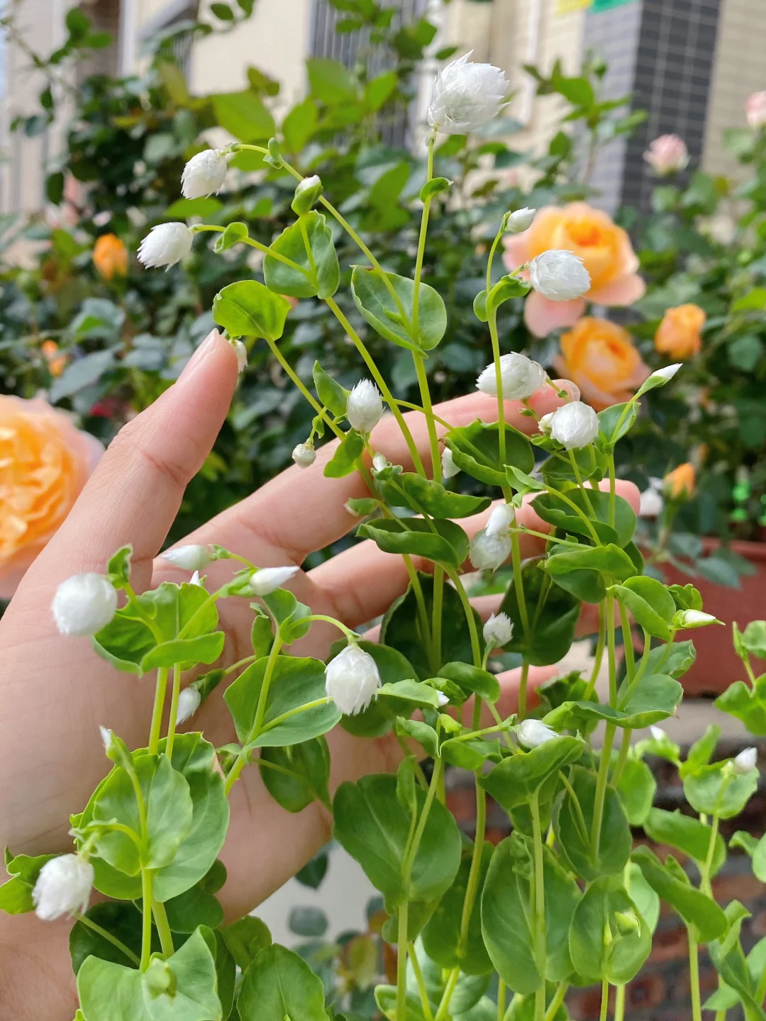“我真的不是荷兰豆！我是鲁丹鸟/鳞托菊！”