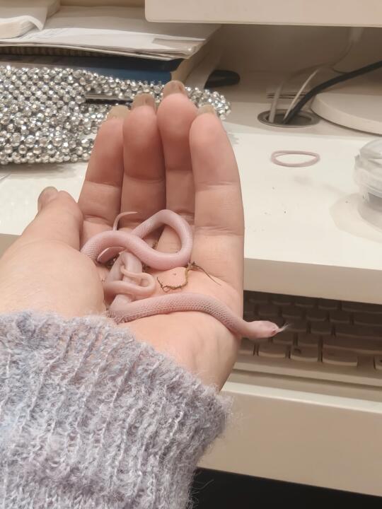超小雪白束带宝宝
