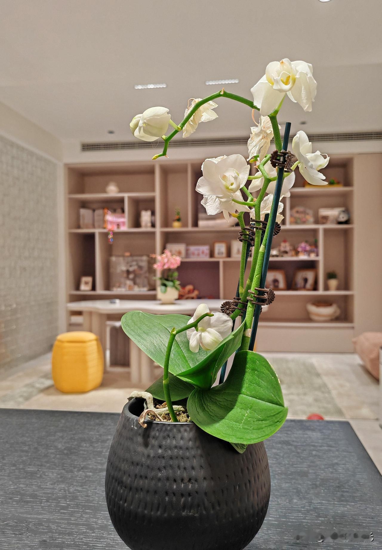 《白蝶不语》

它就在那里，静静地栖在几片肥厚的绿叶之上。说它是花，不如说是一群