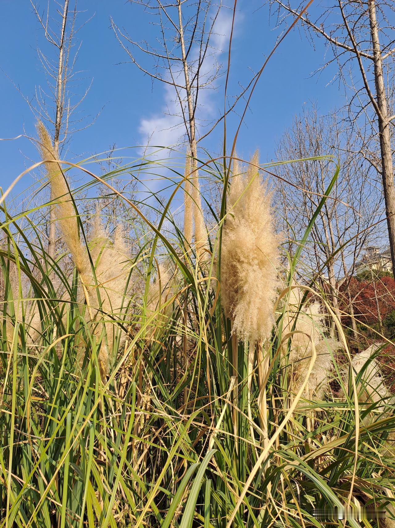 晒图笔记大赛这种巴茅草今年还没有枯萎，花絮还在飘逸，难道要直接过渡到春天？