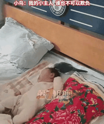 安徽淮北，一女子在家里养了一只鹦鹉，在生二胎后，鹦鹉一开始还对家里的小妹妹有敌意