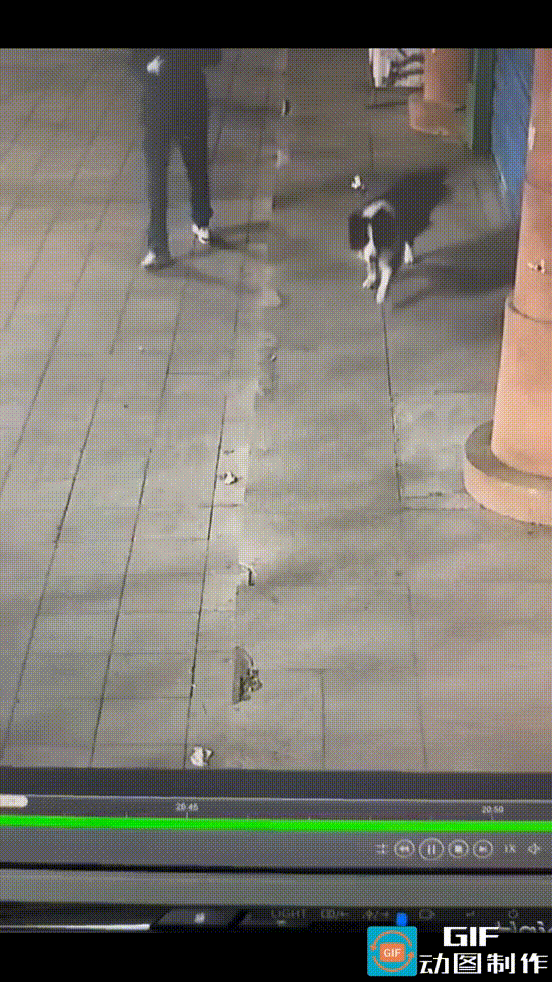 佳木斯一大妈傍晚外出遛狗，狗狗走到一家临街商铺前，停下来就蹲在人家台阶上随意排便