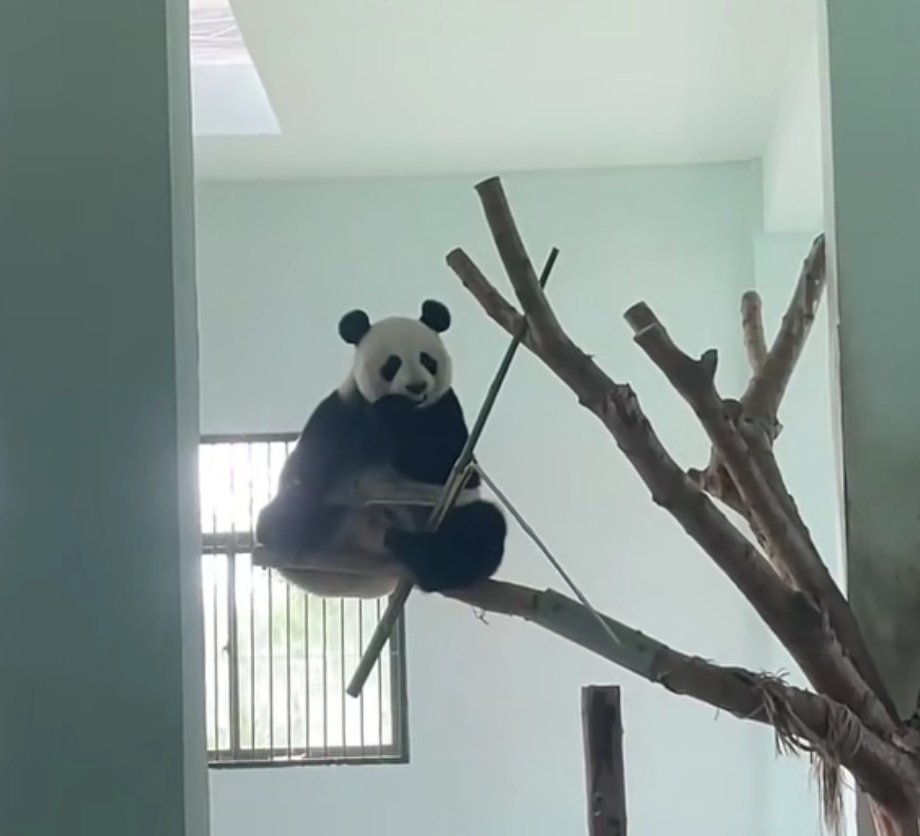 看世界杯后看啥都像哈兰德我已心无旁骛，我滴地盘我做主非正经观战世界杯