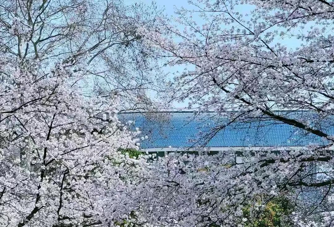 快五十岁了，目前，最大的遗憾就是没去过祖国的首都北京。

多想，看看北京的天安门