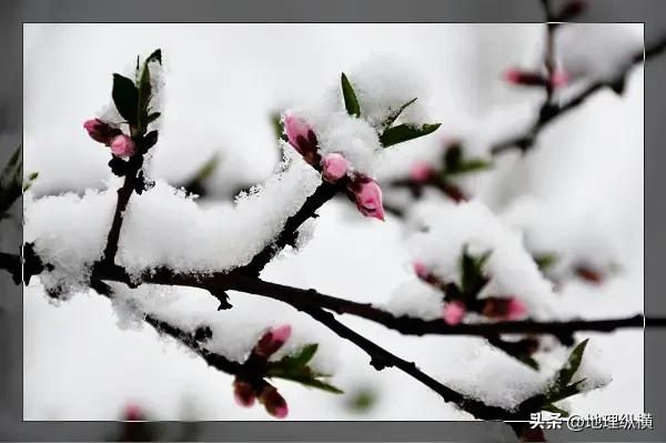 莫道不销魂，一雪满街尘。
​
​北京玩起了混搭，一场桃花雪，融化后“满身”泥点子