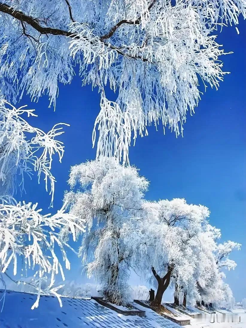 冬日童话，冰挂银装，静谧如梦。冬季冰封美景 冰雪童话奇观 冰挂雪景