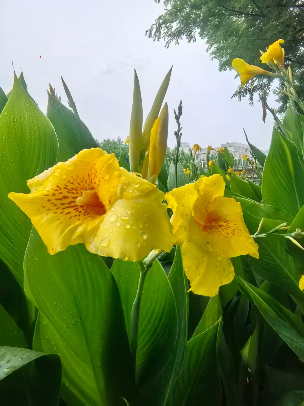 迎着朝阳的簇花……