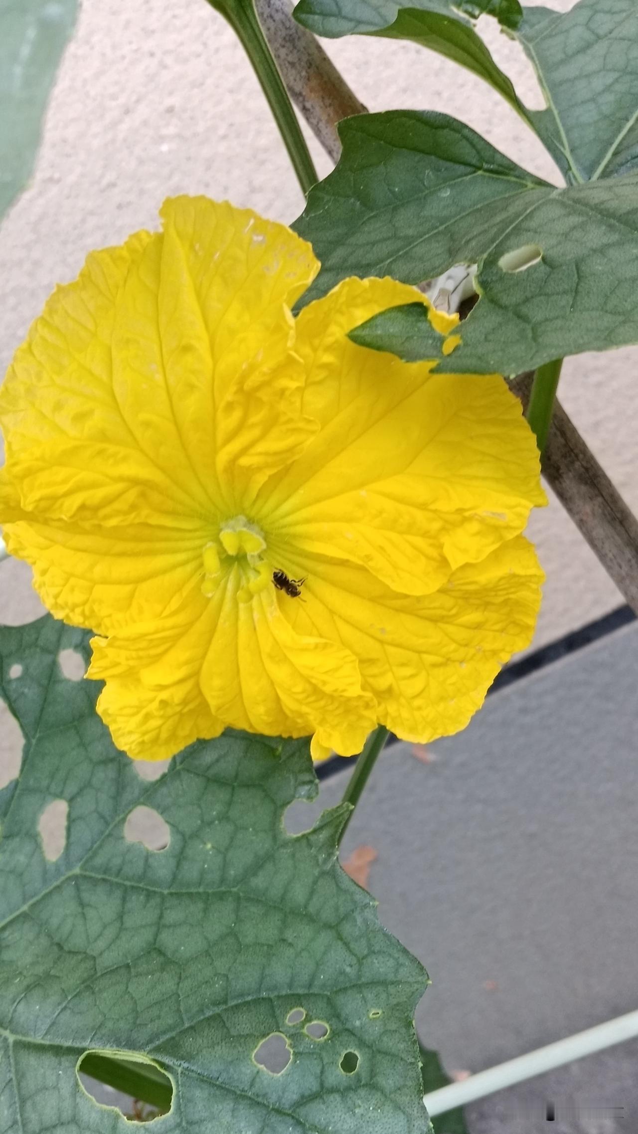 记录我的2026我的小菜园丝瓜开始长了，这是绿色蔬菜喔，不打虫不要化肥，要有机肥