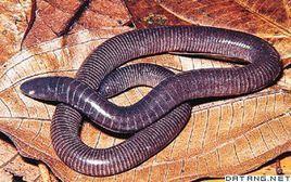 蚓螈（动物们203）

蚓螈是两栖纲中一类高度特化、外形似蚯蚓/蛇的动物，为现存