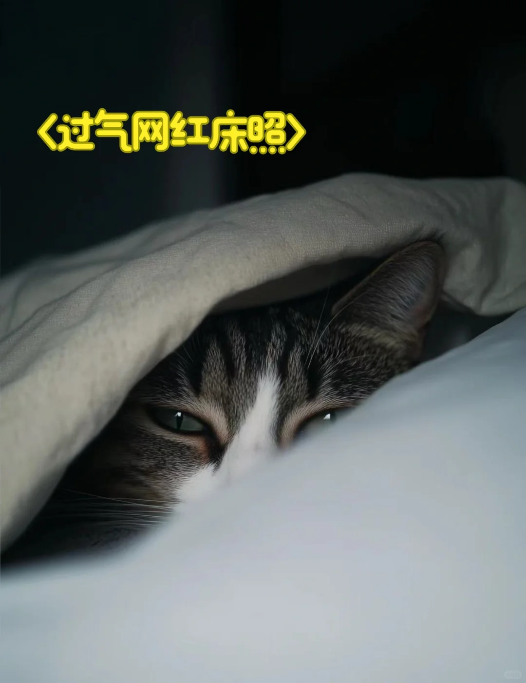 萌宠界的文艺大片儿